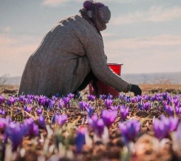 کشت زعفران و اهمیت آن در اقتصاد کشاورزی